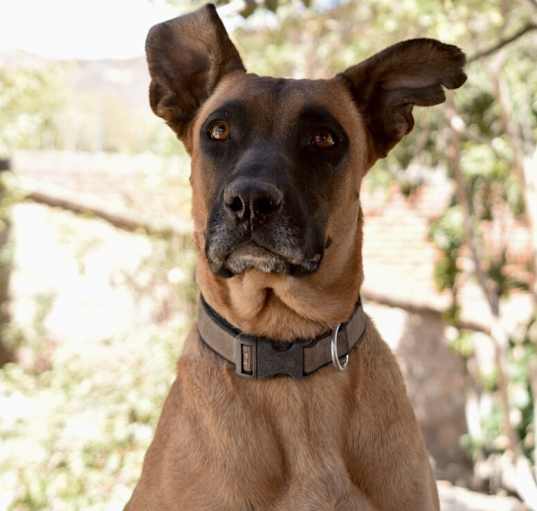 Photo of Nova
