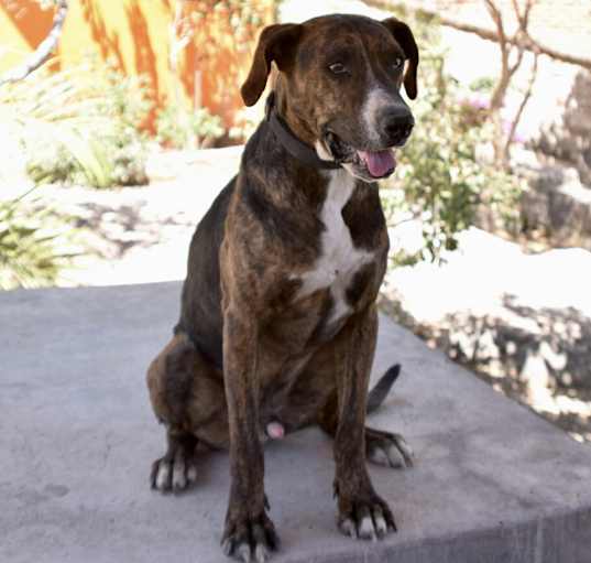 Photo of Gaston
