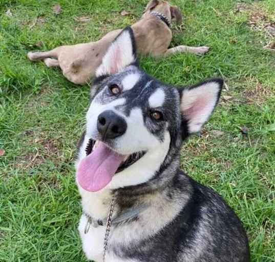 Photo of Wolf