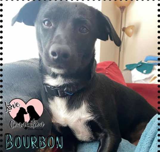 Photo of Bourbon