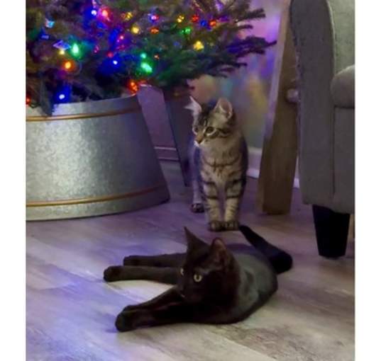 Photo of Kiwi and Mango