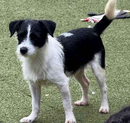 Photo of Scooter