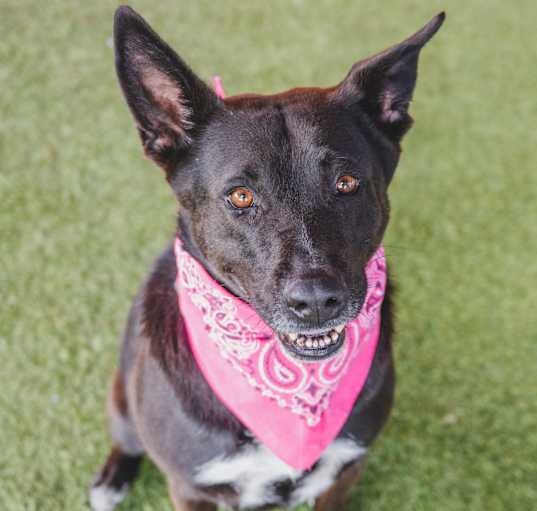 Photo of STELLA