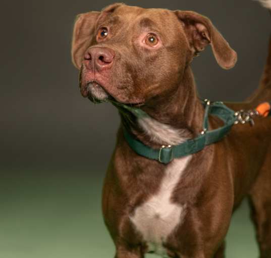 Photo of SWEETIE