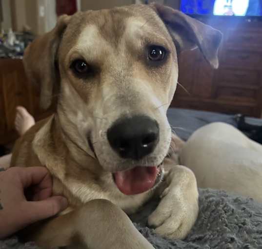 Photo of Milo