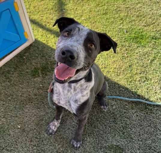 Photo of BLU