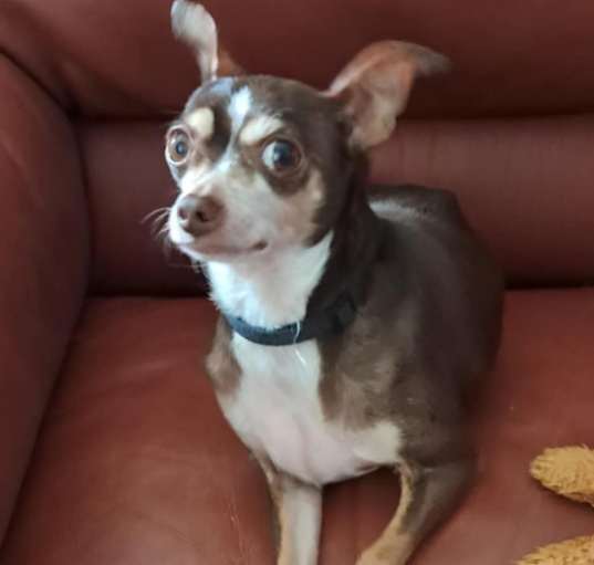 Photo of Copper