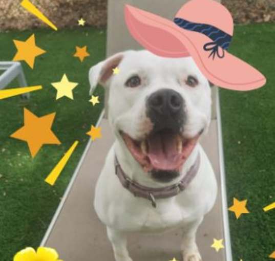 Photo of Star