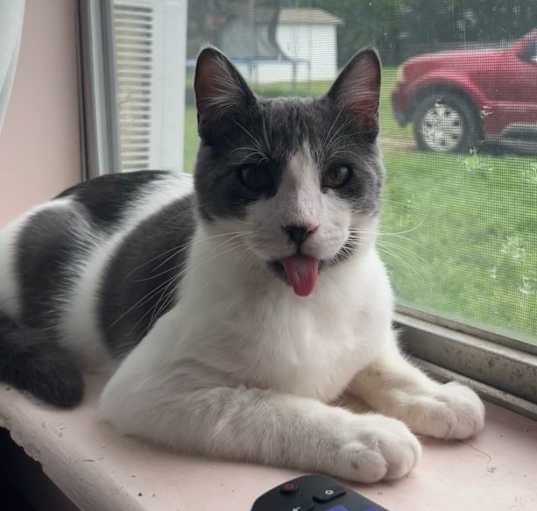 Photo of Milo