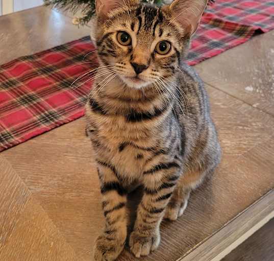 Photo of Beauregard