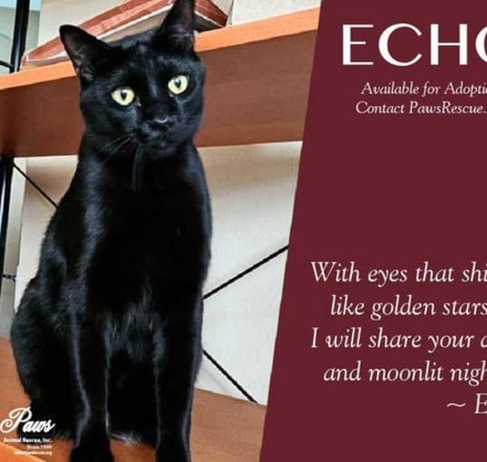Photo of Echo