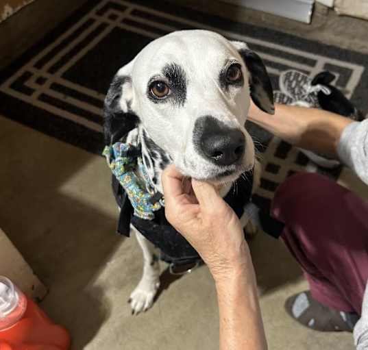 Photo of Daisy-San Marcos, CA