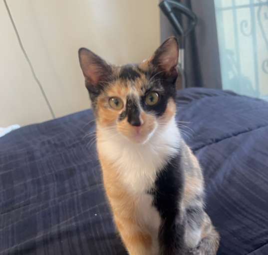 Photo of Cocoa