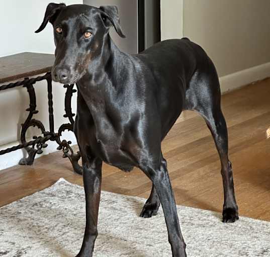 Photo of Bailey