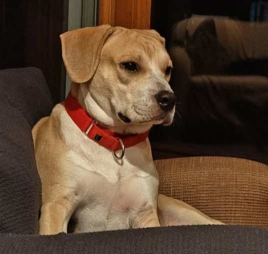 Photo of Henry