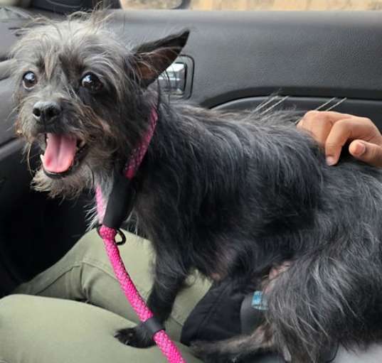 Photo of Gypsy