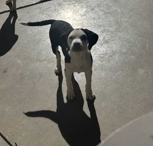 Photo of Opie-7 mo beagle