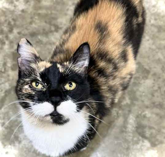 Photo of Daisy II