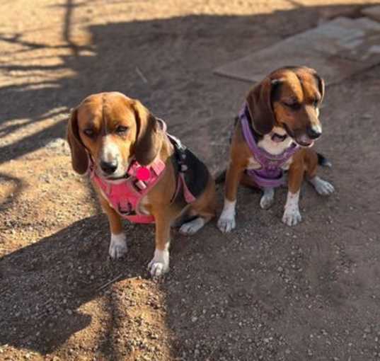 Photo of Jolene and Maggie-ADOPTED together