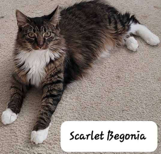 Photo of Scarlet Begonia