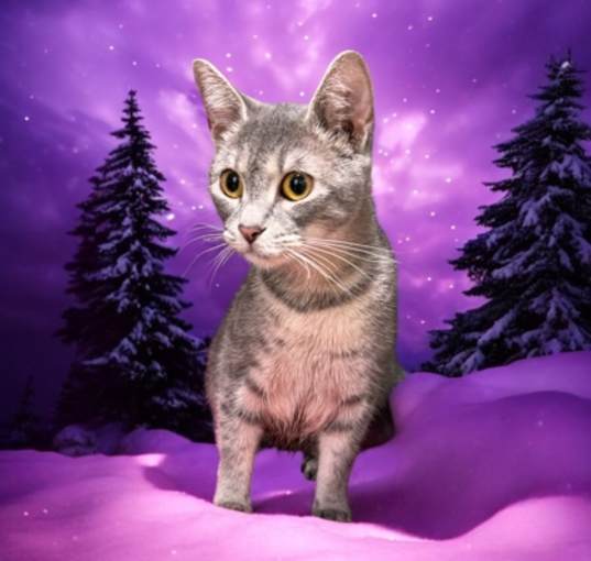 Photo of Lady Grey