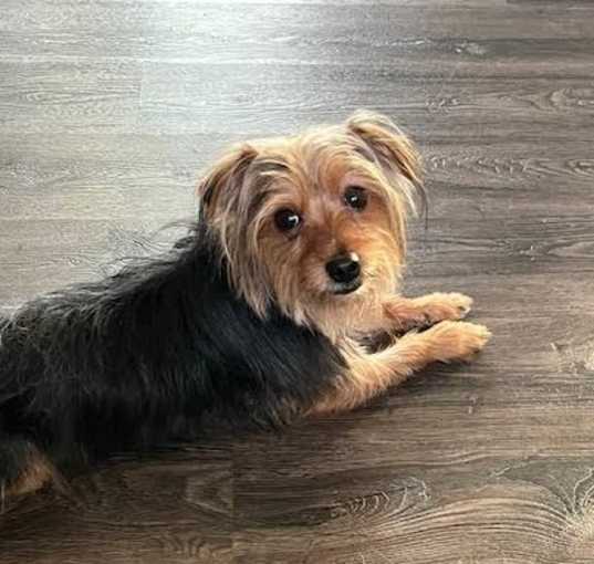 Photo of Lord Skippy