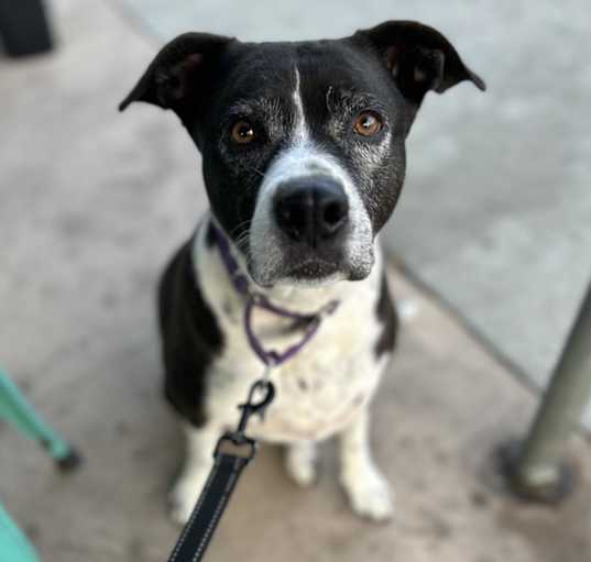 Photo of *ZOEY