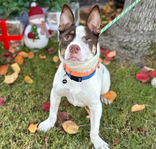 Photo of *MURDOCK