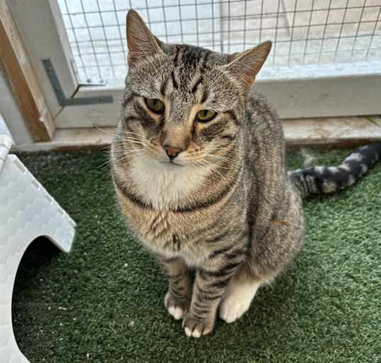 Photo of Gizmo
