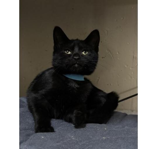 Photo of Nova