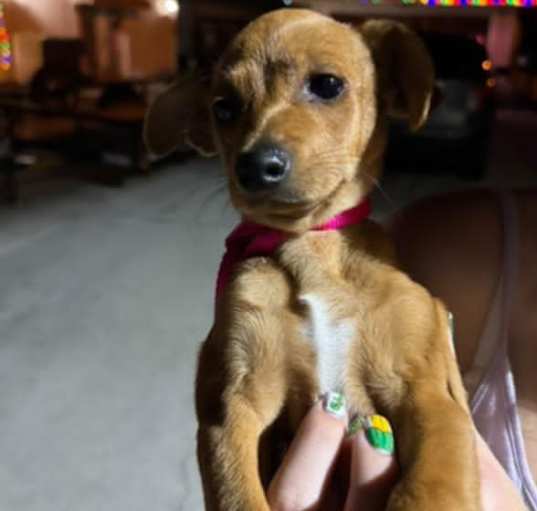 Photo of Dobby