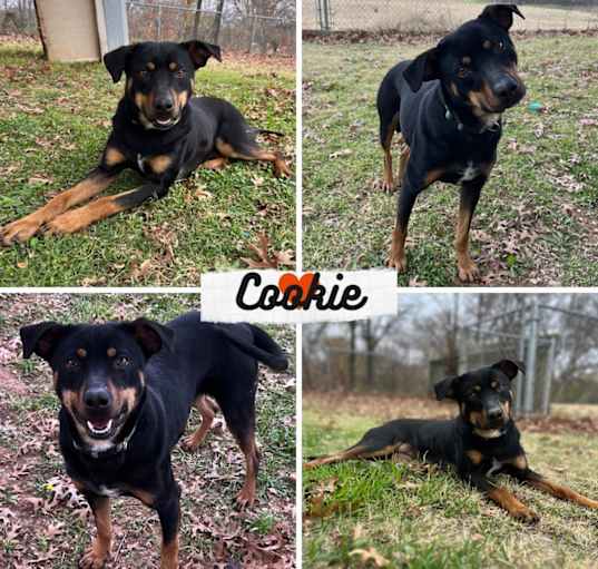 Photo of Cookie