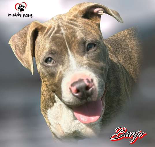 Photo of Banjo