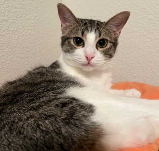 Photo of Alexis (bobtail)