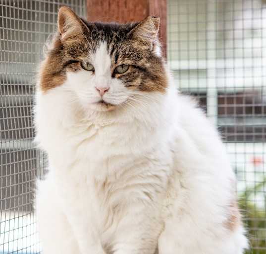Photo of Princess / Sandy