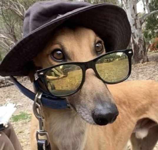 Photo of Run Fast Maximus (Max)