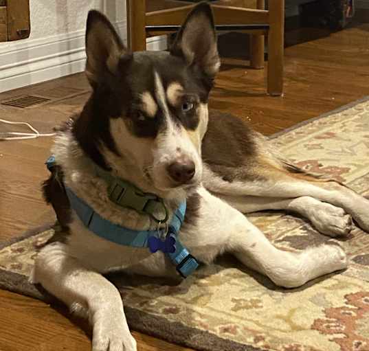 Photo of Sage