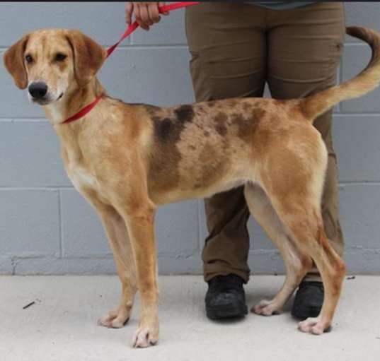 Photo of Goblet URGENT SWEETIE!