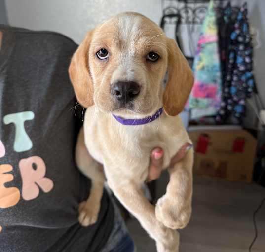 Photo of Izzy Winter- adoption pending