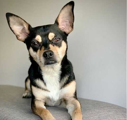 Photo of Rocky (GA)
