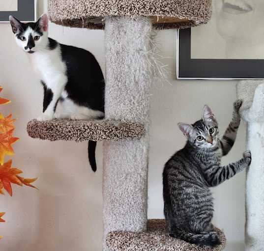 Photo of brothers Almond & Chestnut
