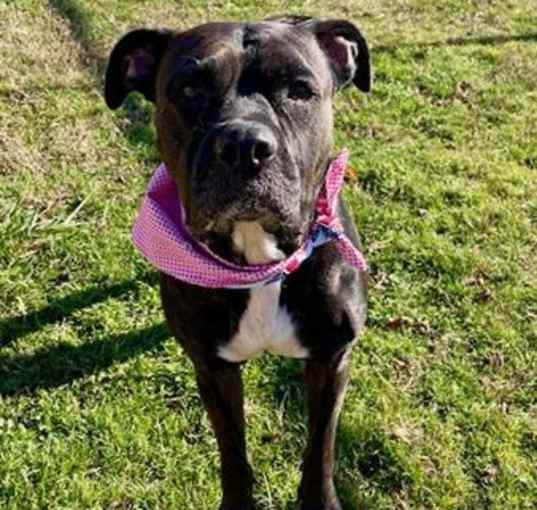 Photo of DAISY