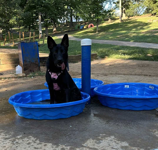 Photo of Kali