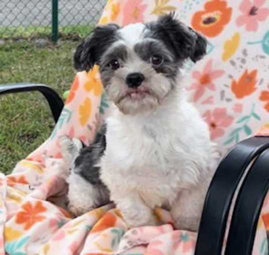 Photo of Willow