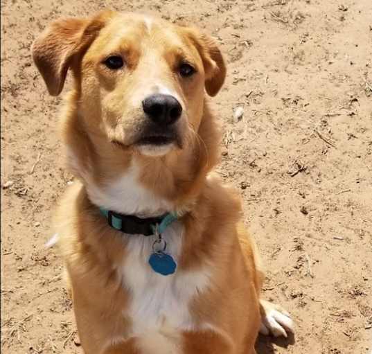 Photo of Rowdy Bee