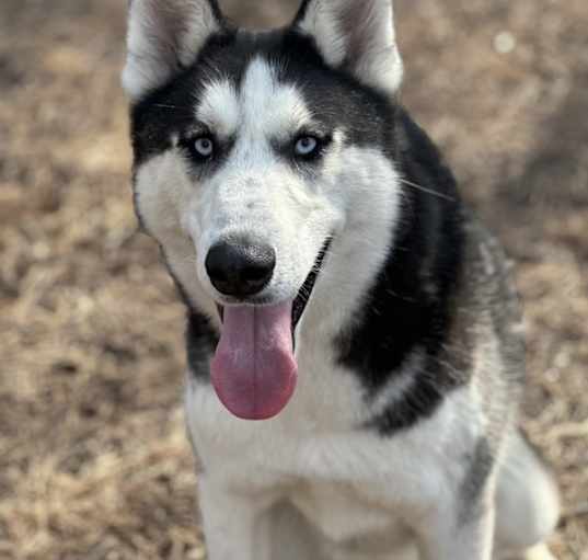 Photo of Ivan