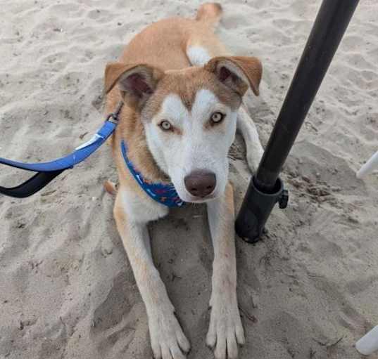 Photo of Prancer