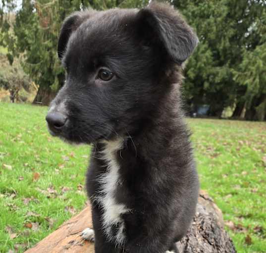 Photo of Toby
