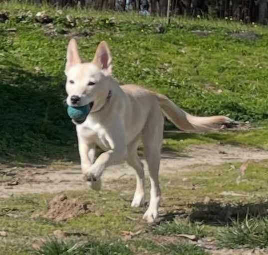 Photo of Astra