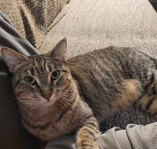 Photo of Tibby